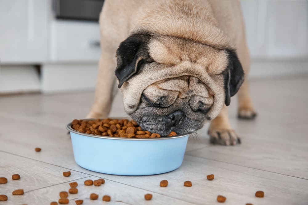 Pug eating food from his bowl