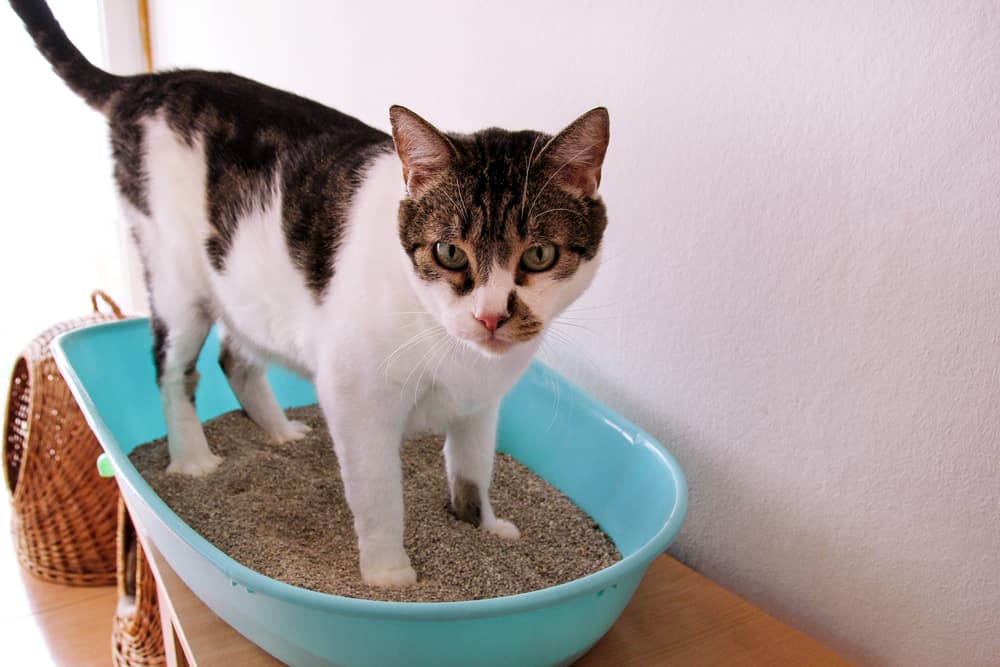 Urinary Tract Infection (UTI) in Cats