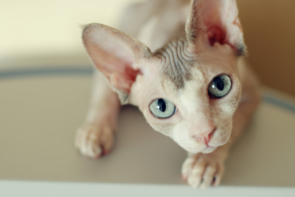 Sphynx cat looking at camera