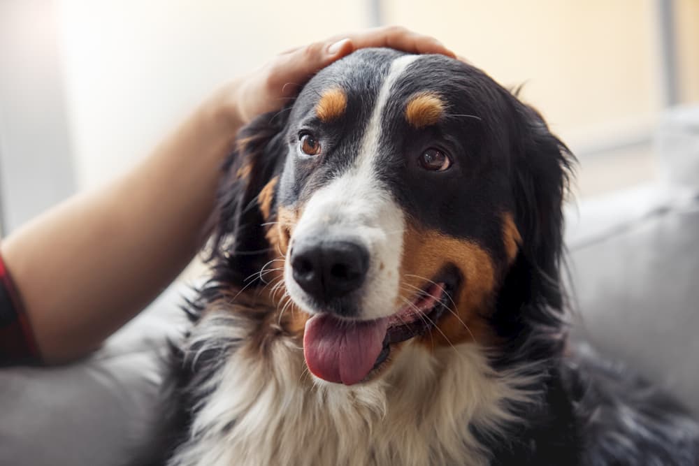Happy dog at home with owner