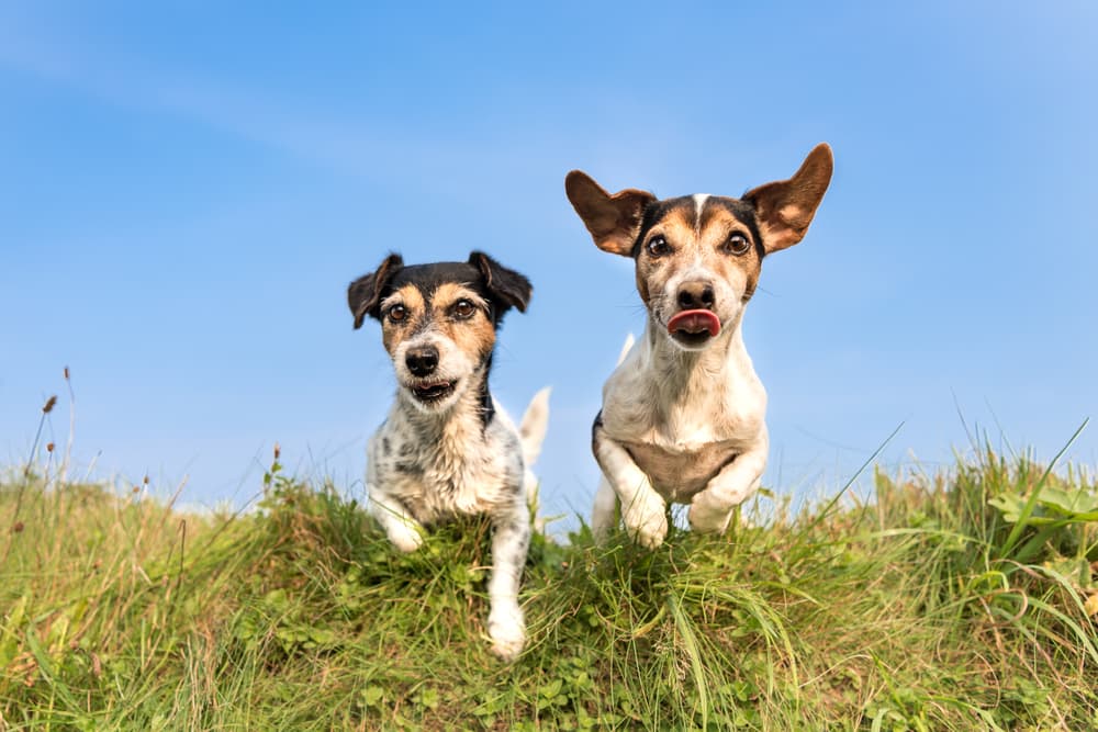 Two dogs running outside in grass
