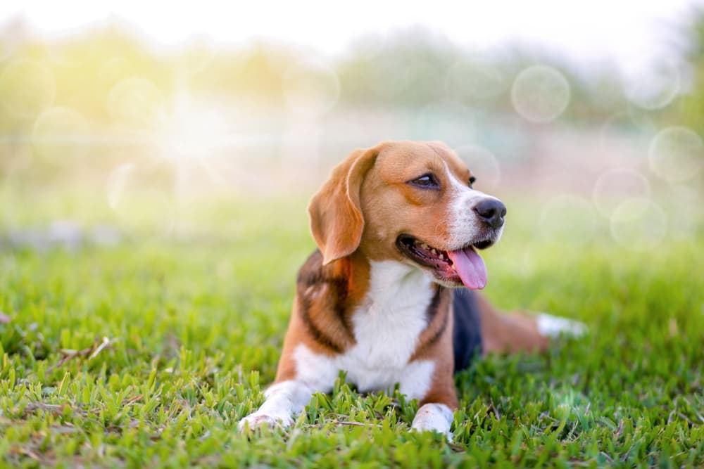 10 Great Sources of Fiber for Dogs