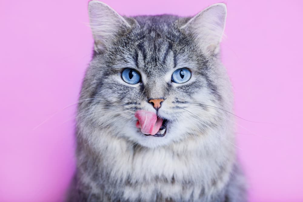 200 Food Names for Cats You’ll Eat Right Up