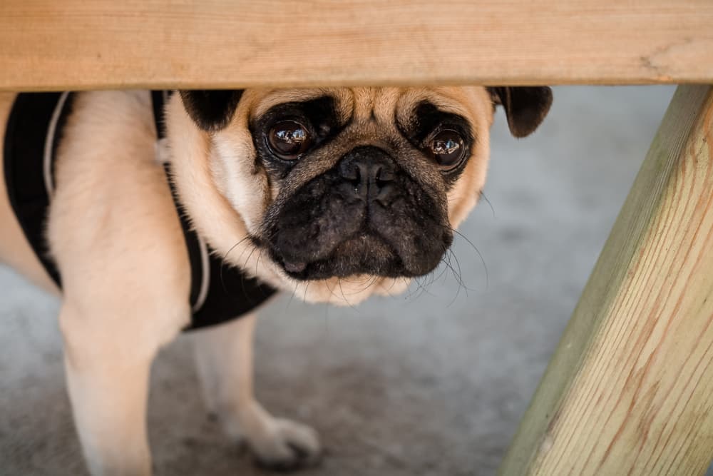12 Noises That Freak Dogs Out 12 Noises That Freak Dogs Out