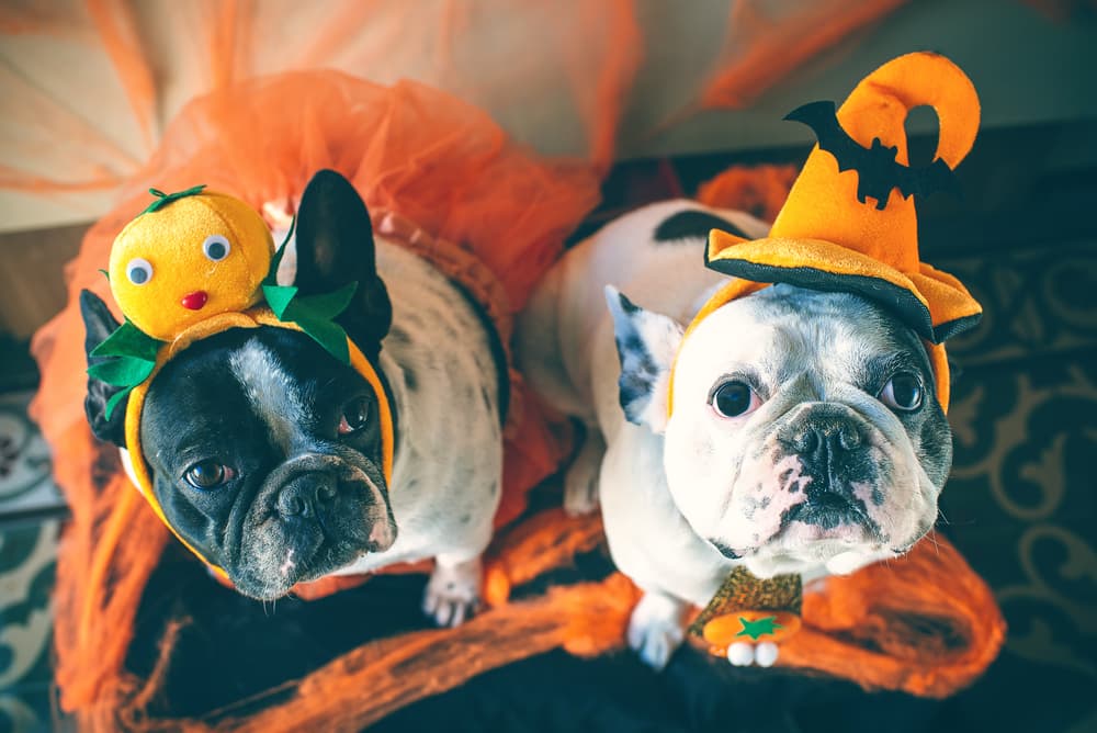 9 Scary and Surprising Halloween Dangers for Pets