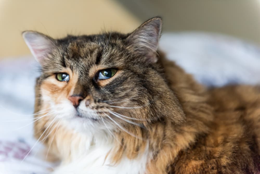 All About Feline Leukemia Virus (FeLV) All About Feline Leukemia Virus (FeLV)