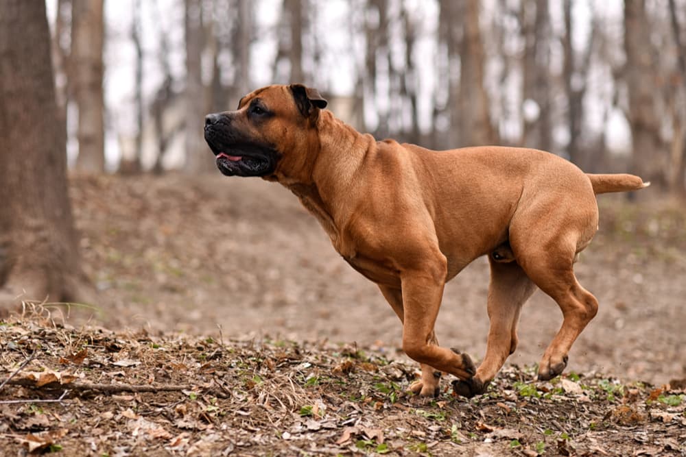 Boerboel dog running