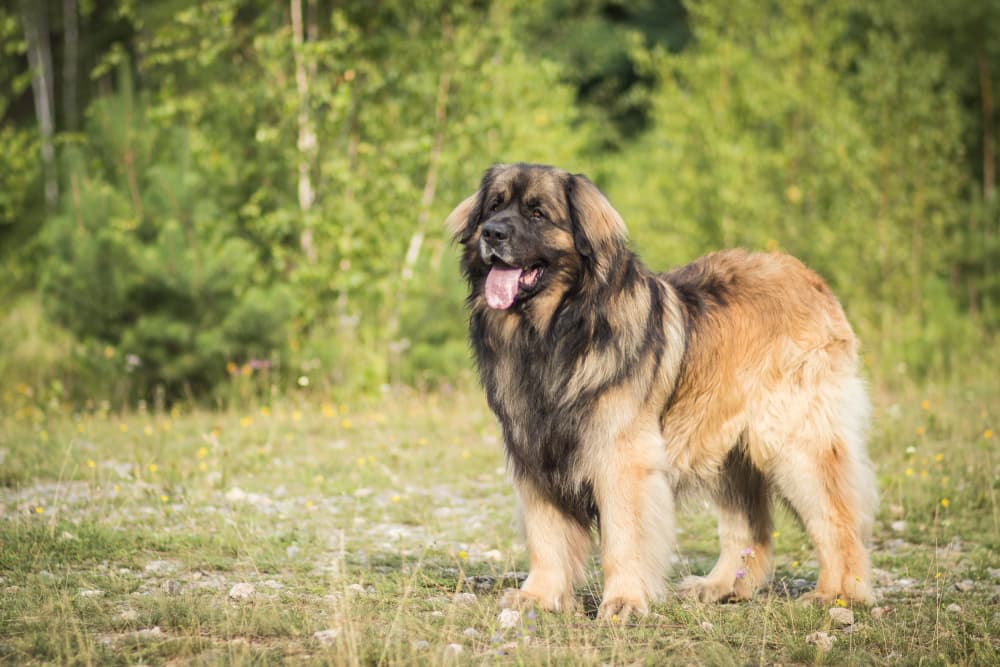 Leonberger standing in a field wonderful big dog breeds