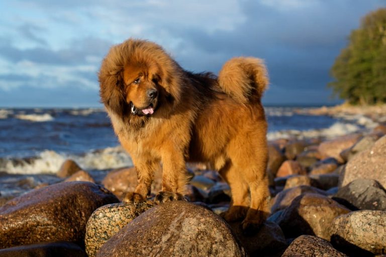Big dog breed standing on rocks on a beautiful day