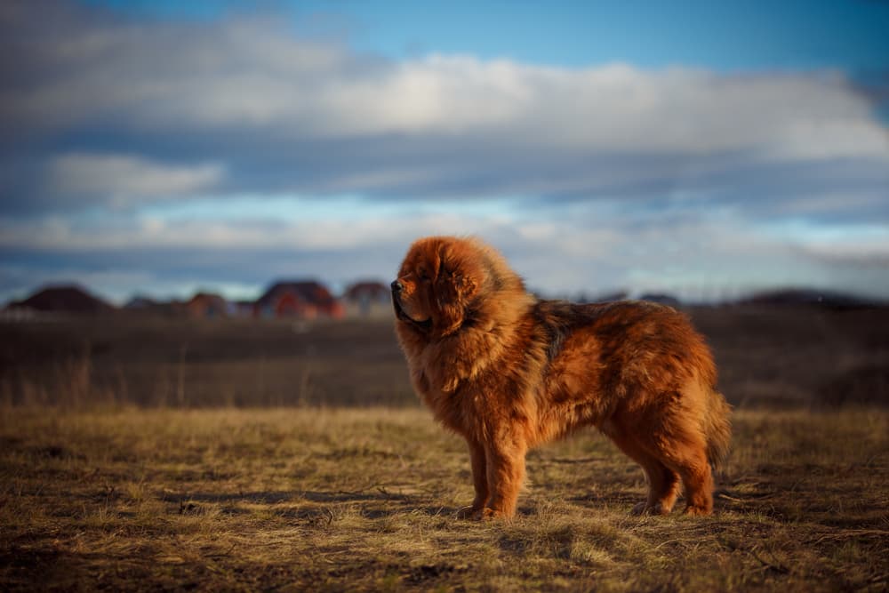 Tibetan Mastiff one of the best big dog breeds