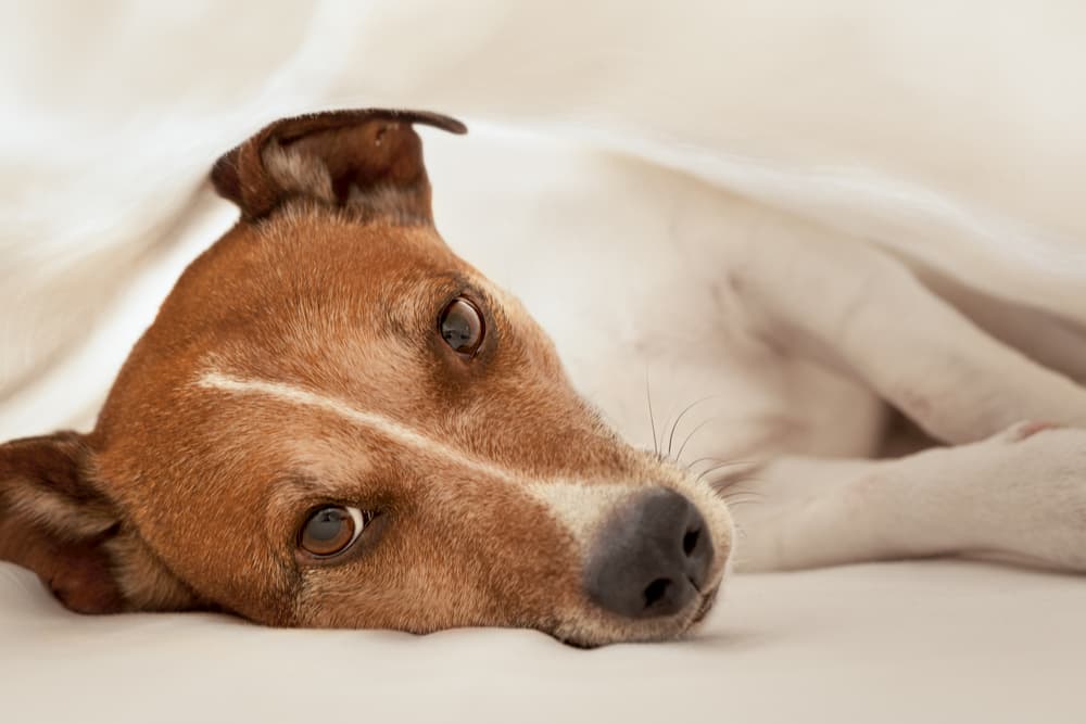 Intervertebral Disc Disease (IVDD) in Dogs