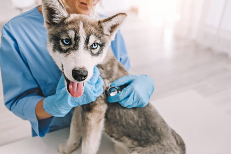 Puppy at the vet having an exam