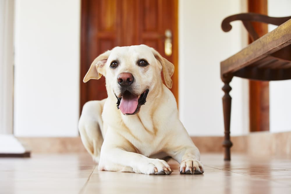 Happy dog laying on ground at home
