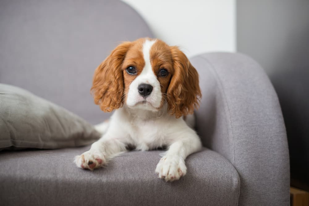 Dog sitting on sofa looking at camera