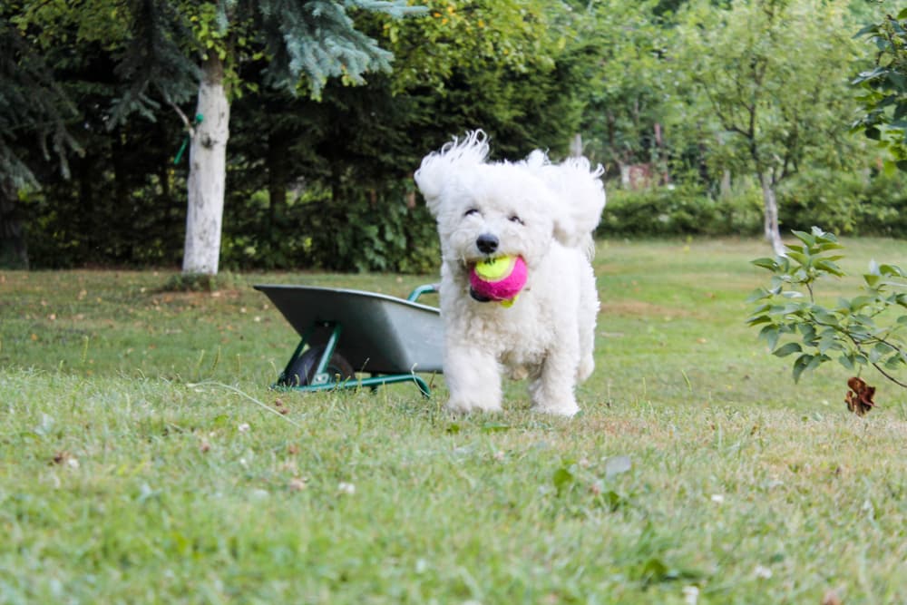 Bichon Frise running in grass