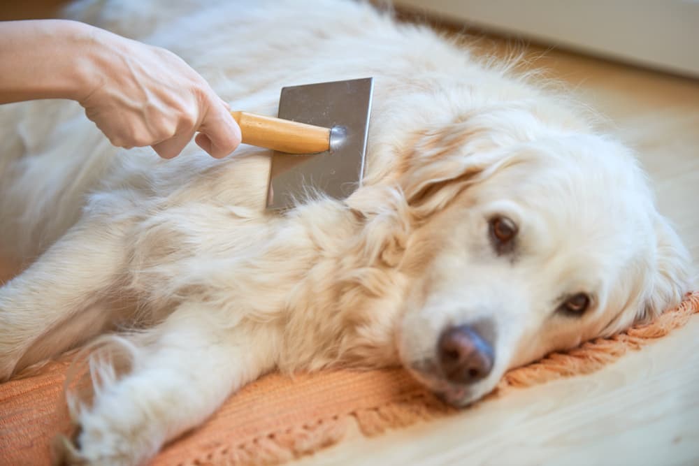 Golden Retriever getting groomed