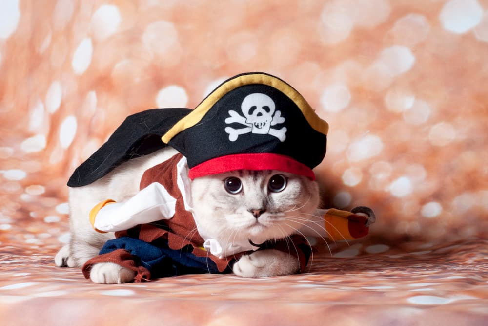 Cat dressed up in a pirate costume