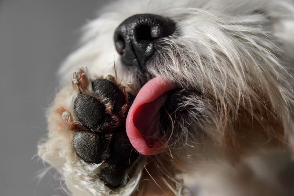Close-up of dog licking paw