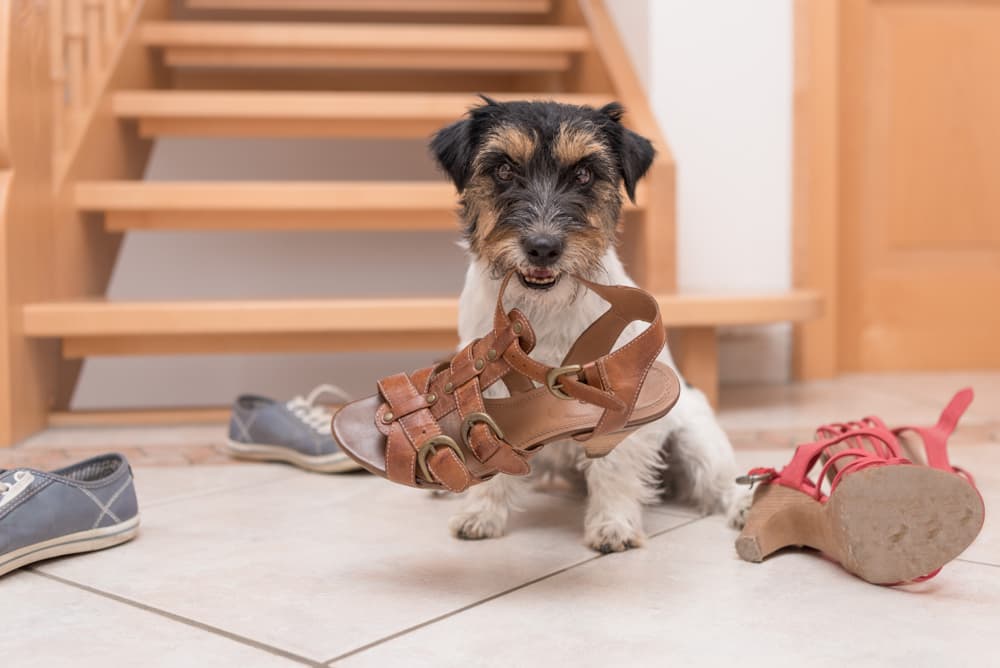 How to Stop a Dog From Chewing Your Stuff