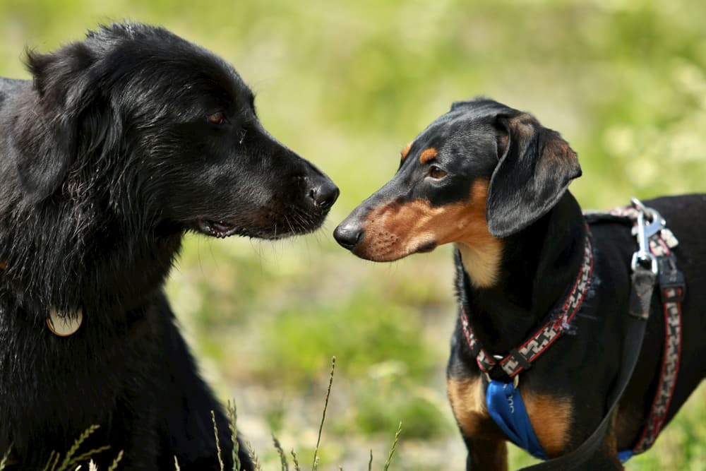 Two dogs meeting in the park