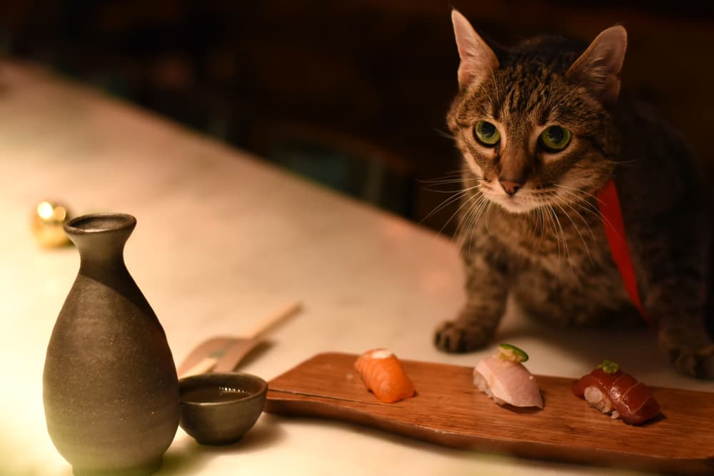 Cat and sushi at restaurant