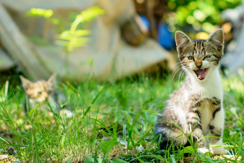 Kitten hissing on the lawn