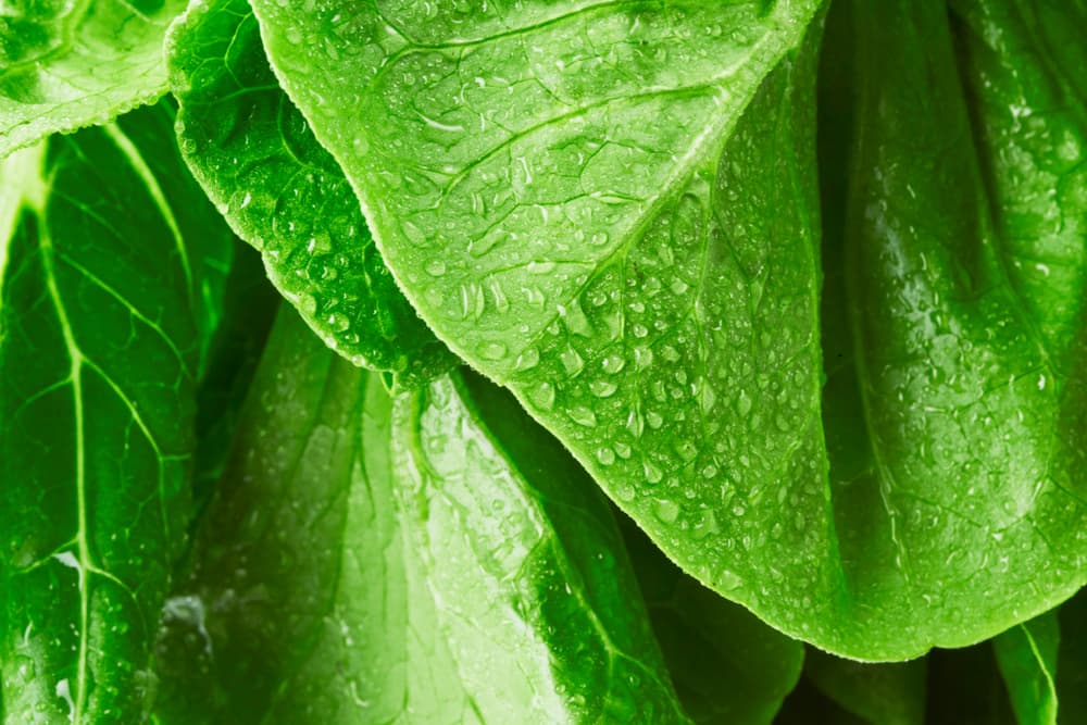 Close up of lettuce leaves
