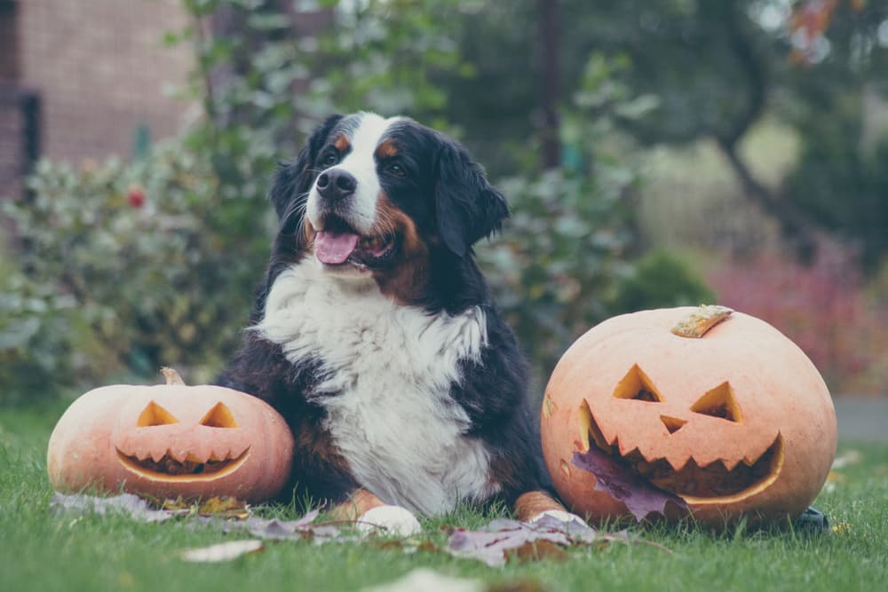 Bernese mountain dog sitting between two pumpkins