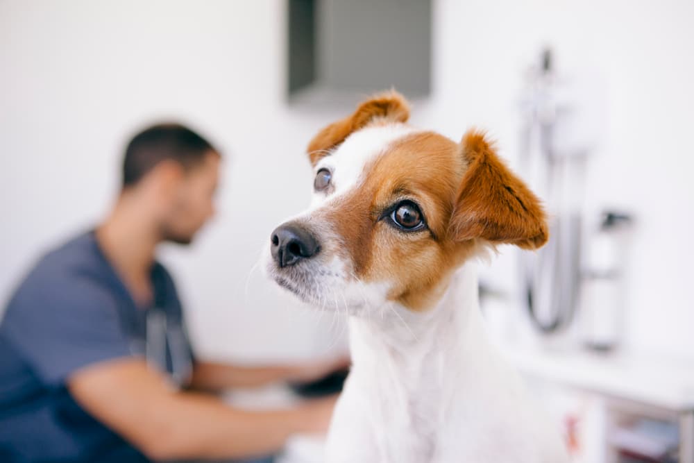 Dog at the vet with head tilted