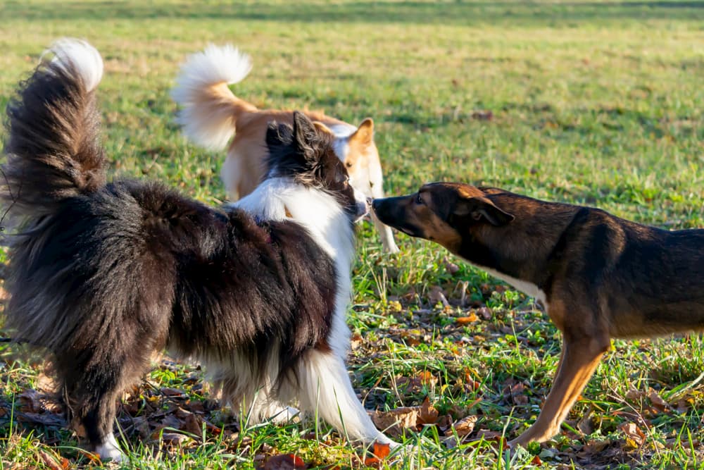 Group of dogs meeting outdoors