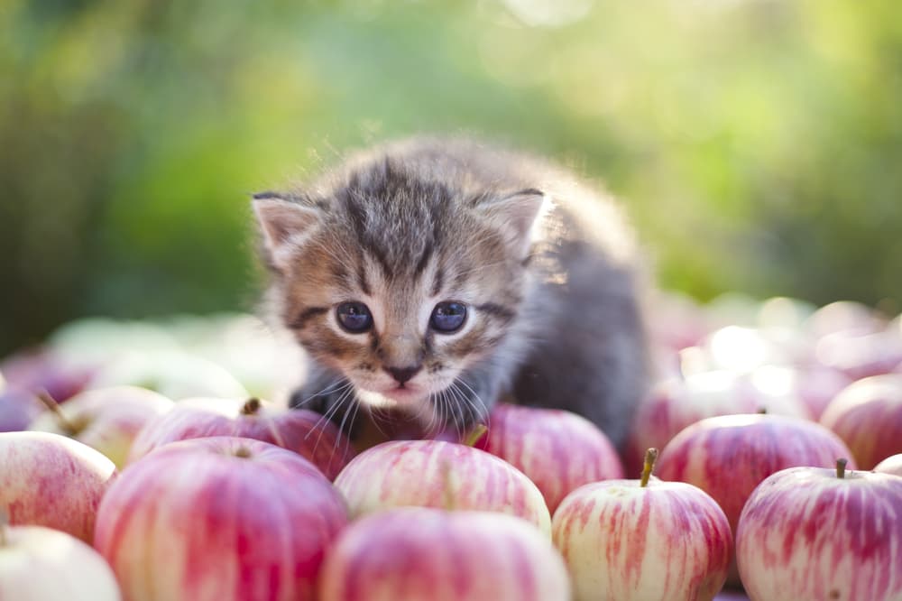 Kitten in apple orchard