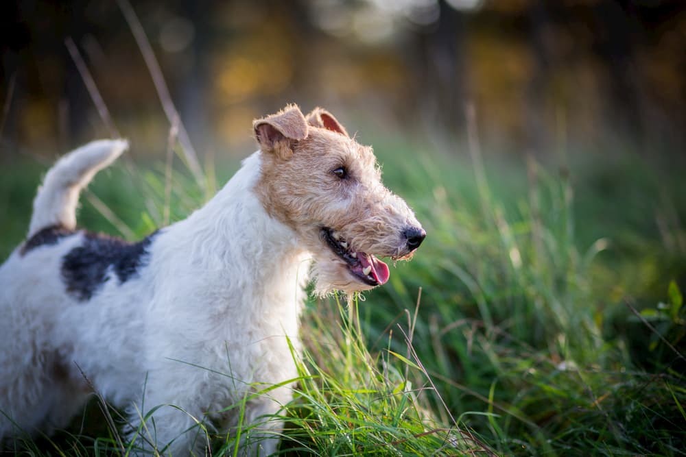 Wire-haired fox terrier in the garden