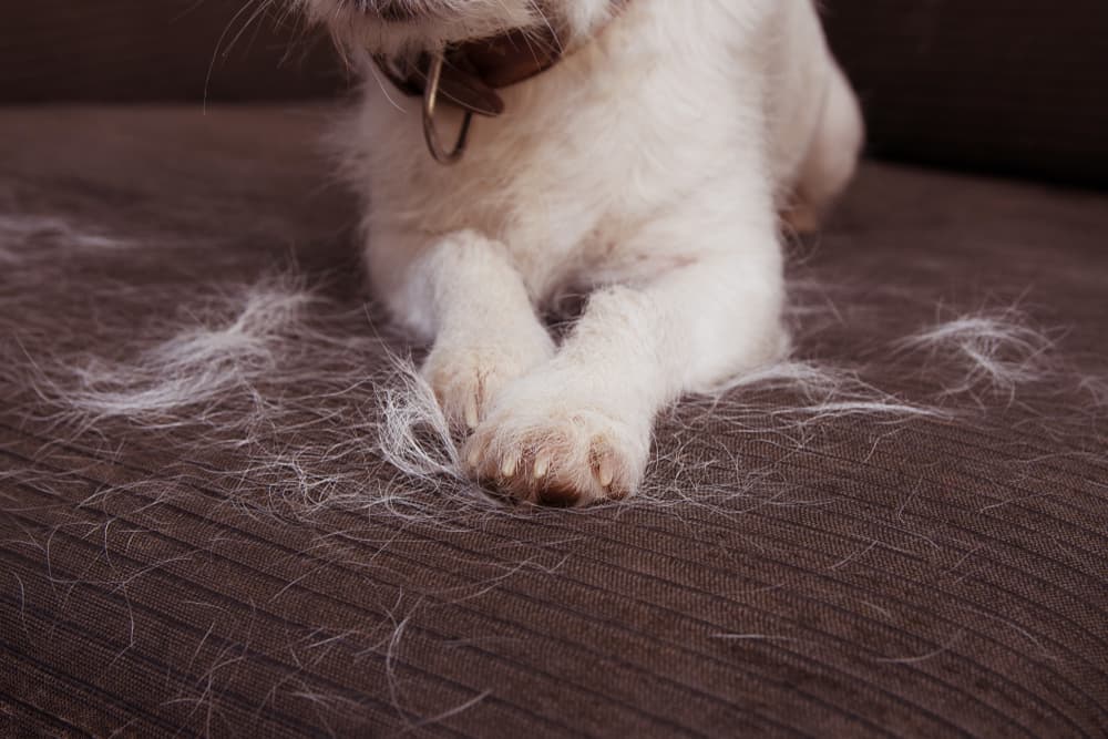 Dog shedding hair on sofa