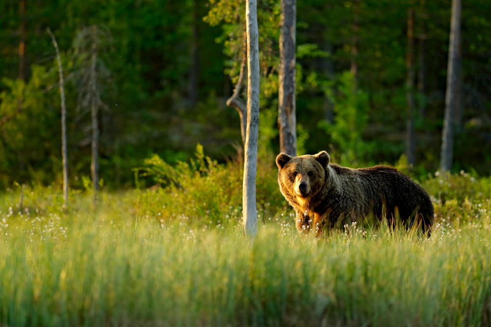 Brown bear in the wild