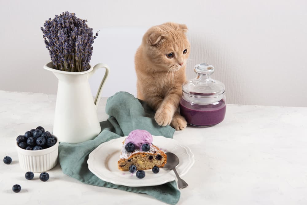 cat surrounded by pastries and jam