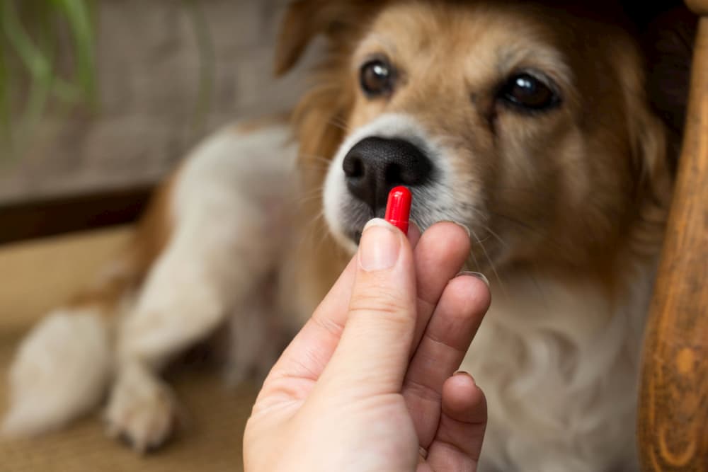 Woman holding up a pill in front of a dog