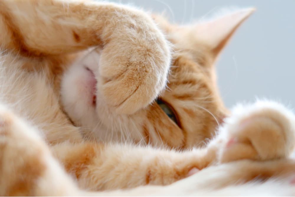 Cat covering nose with paw