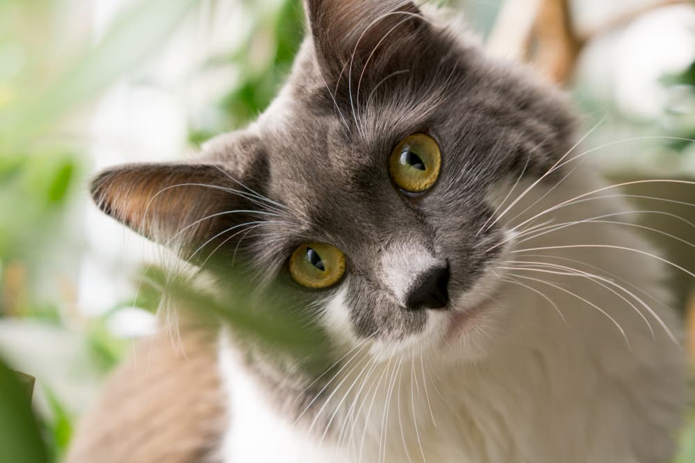 Does Your Cat Love You? 11 Ways to Tell