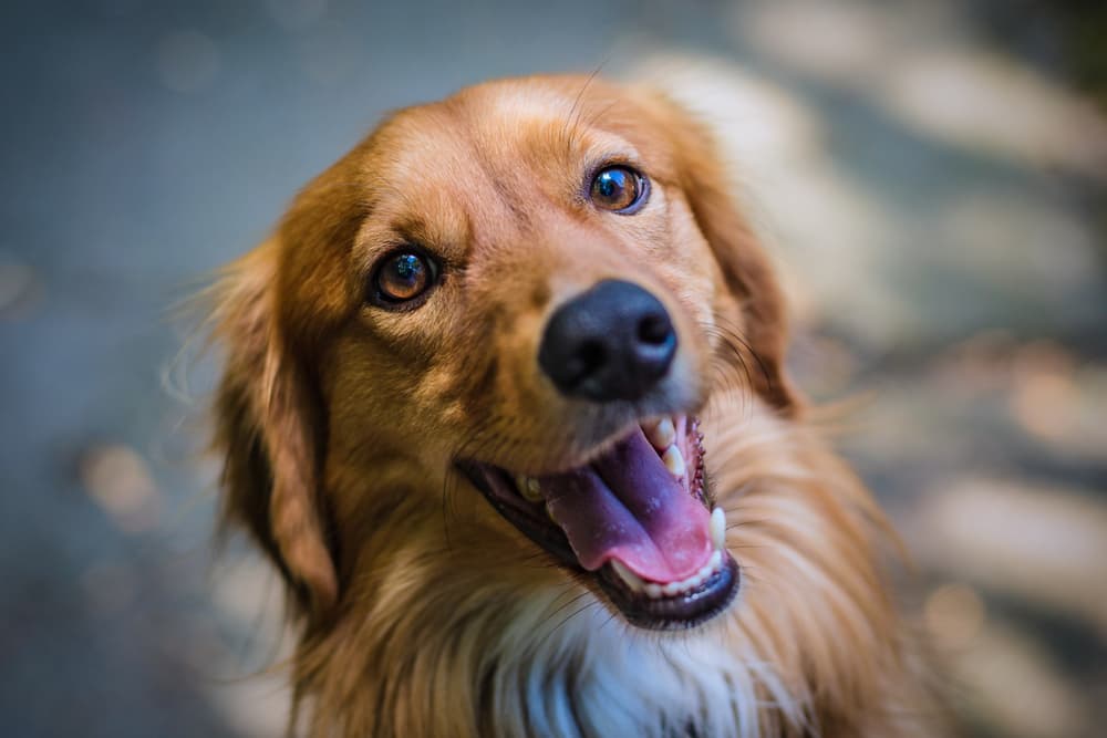Happy smiling dog