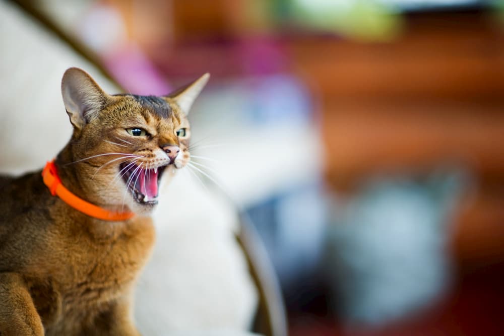 Cat hissing indoors at owner