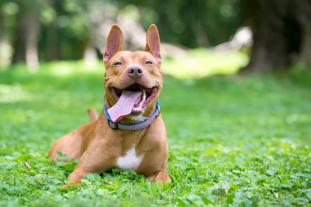 Happy, healthy dog playing in the park panting