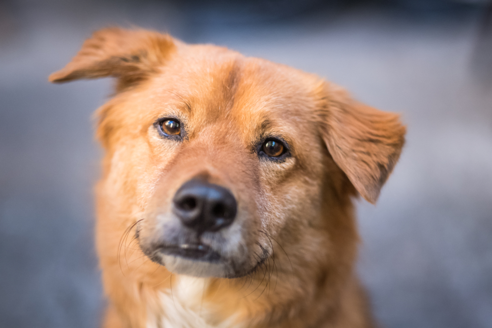 Dog with titled head