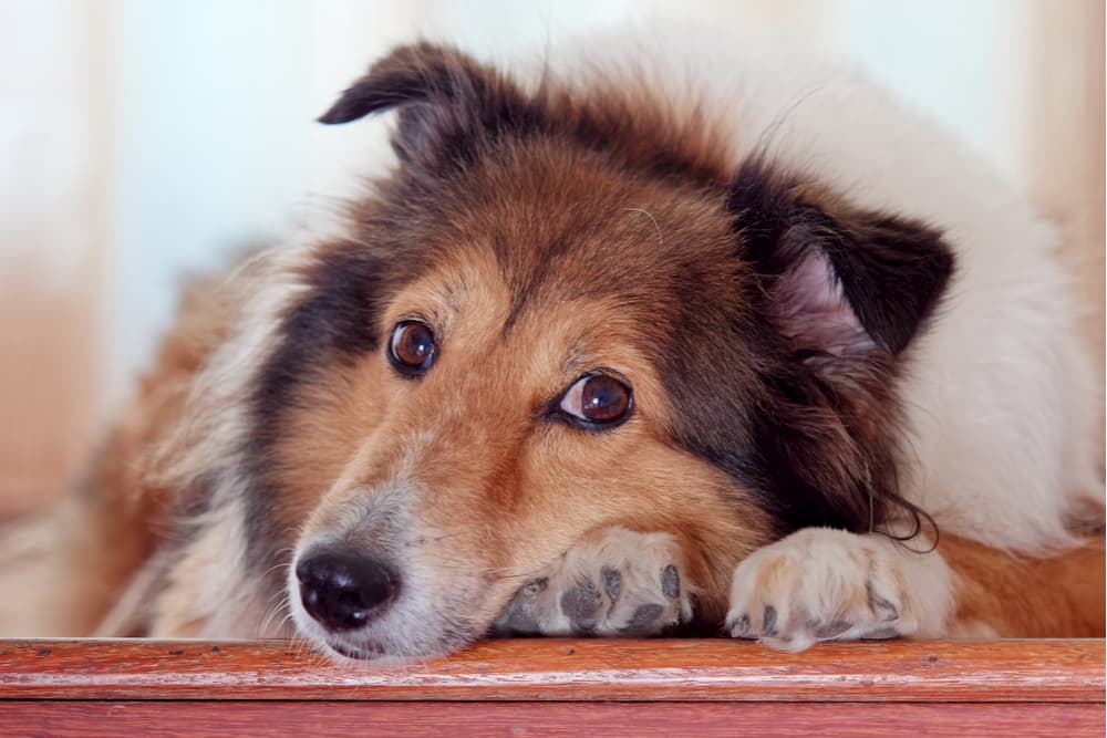 Dog looking sad refusing to go up stairs