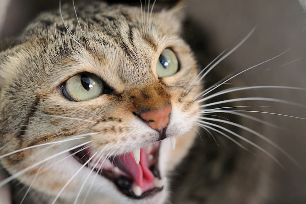 Cat Hissing: Everything You Need to Know