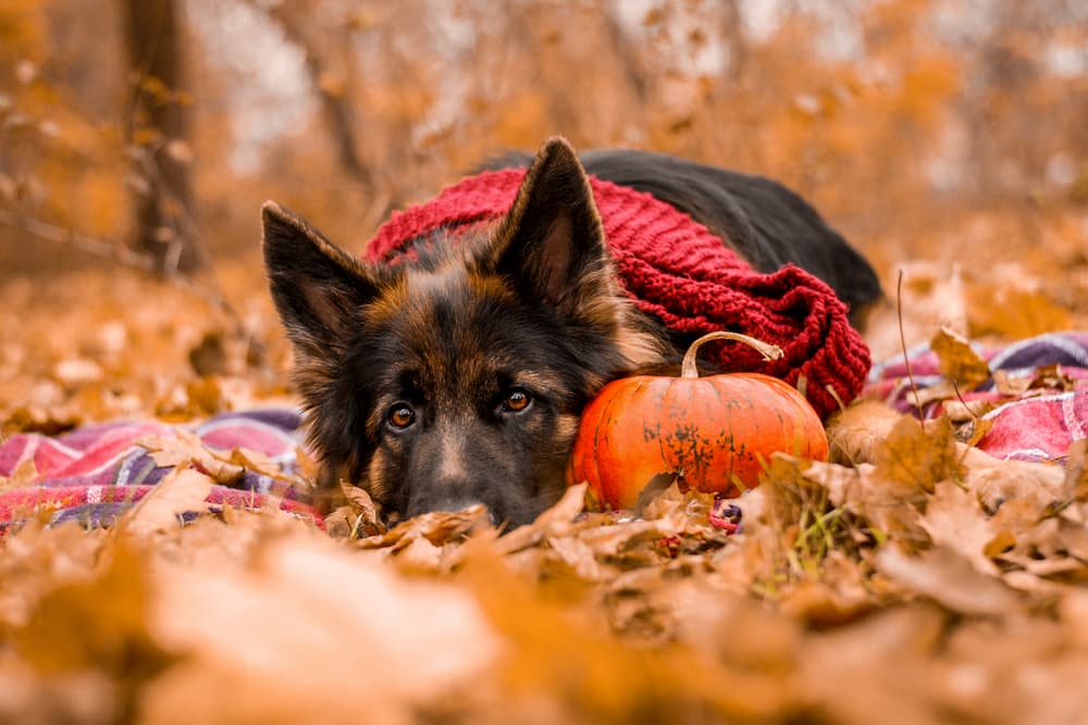 Dog laying in a park in autumn leaves looking sad