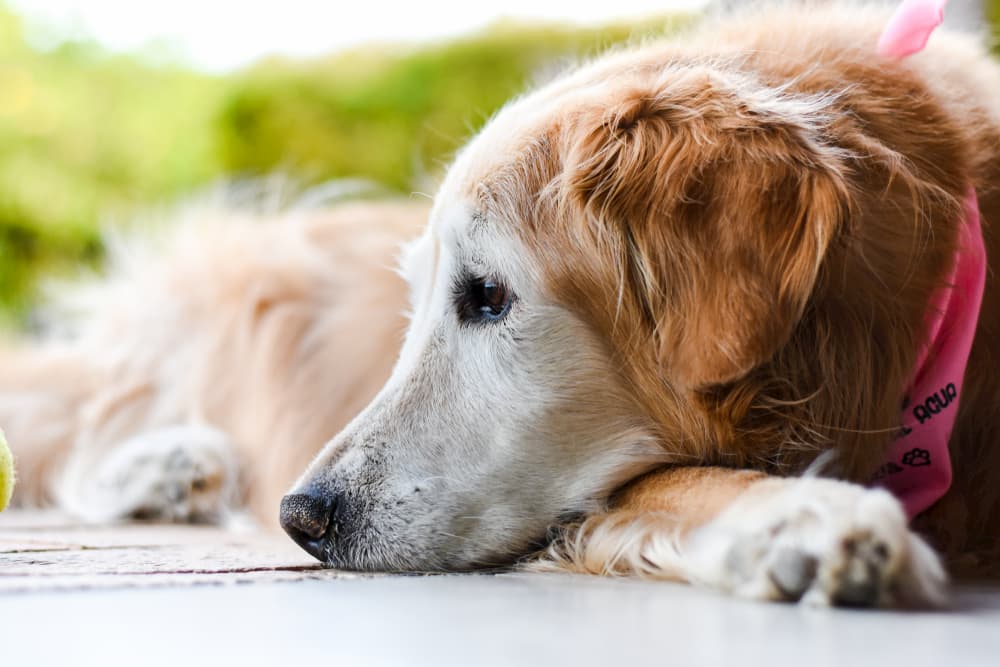 Dog looking sad laying on the ground