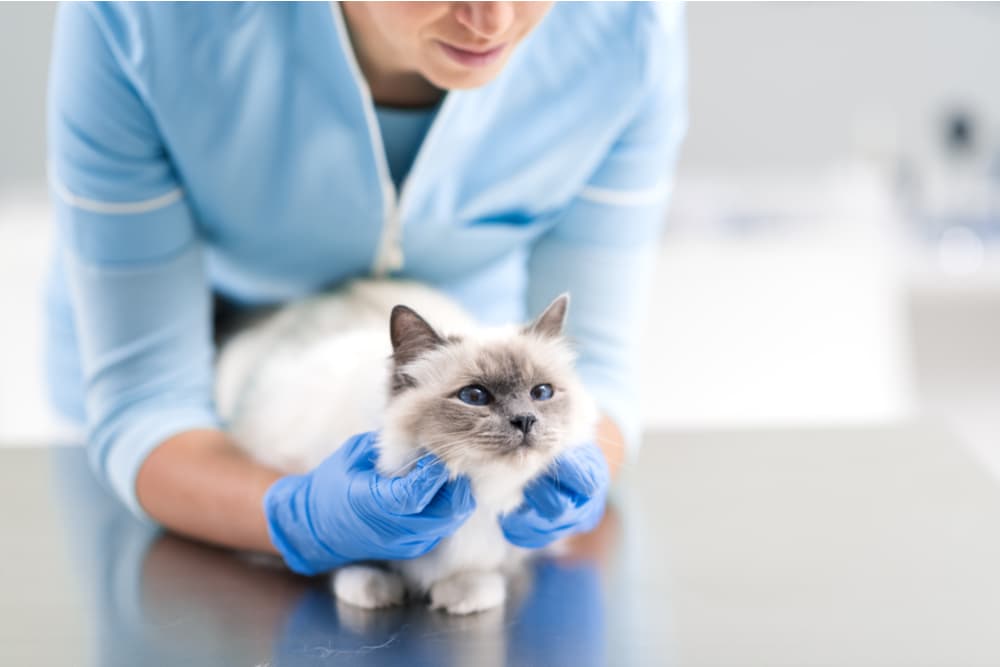 Cat having an exam at the vet