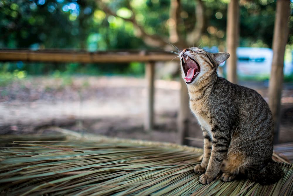 Cat hissing loudly outdoors