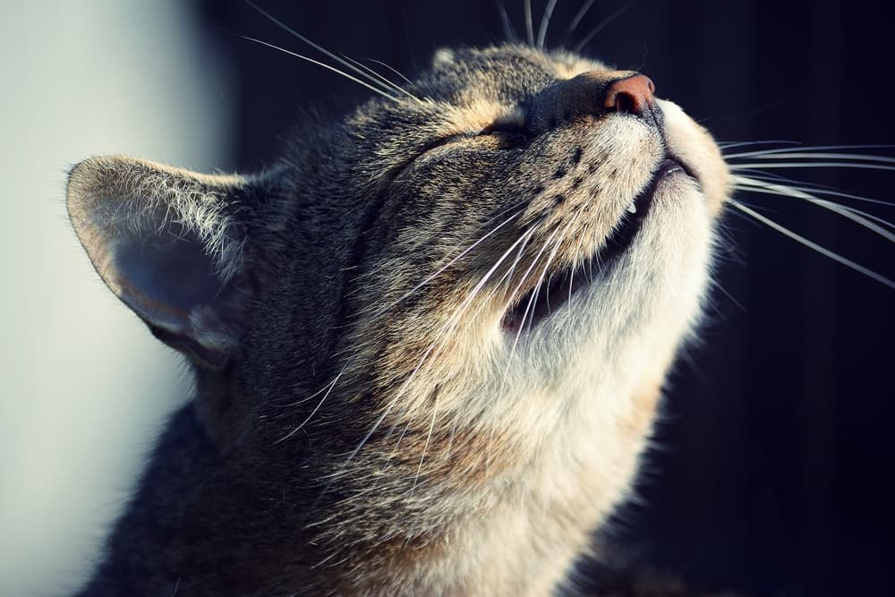 Cat looking up into the sun happy