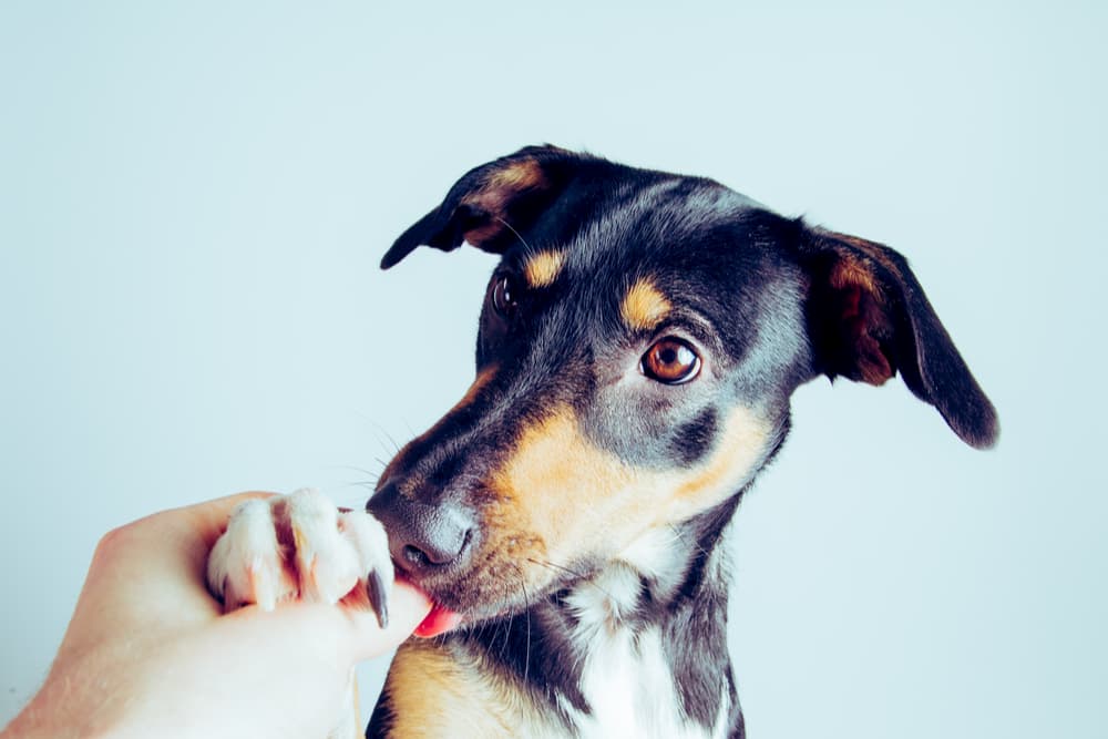 Dog licking his paw